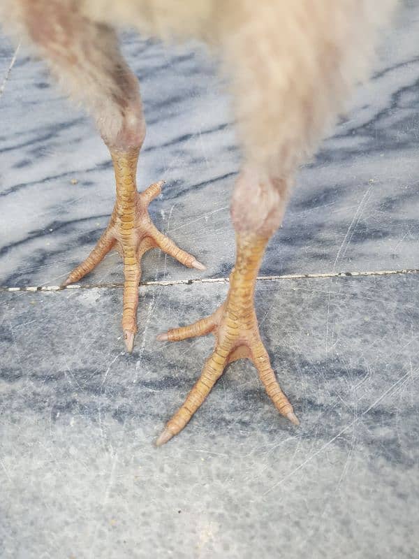 turkish hint or panus pakoye chicks 1