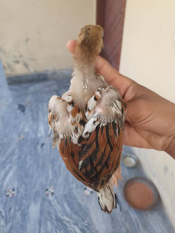 turkish hint or panus pakoye chicks 2