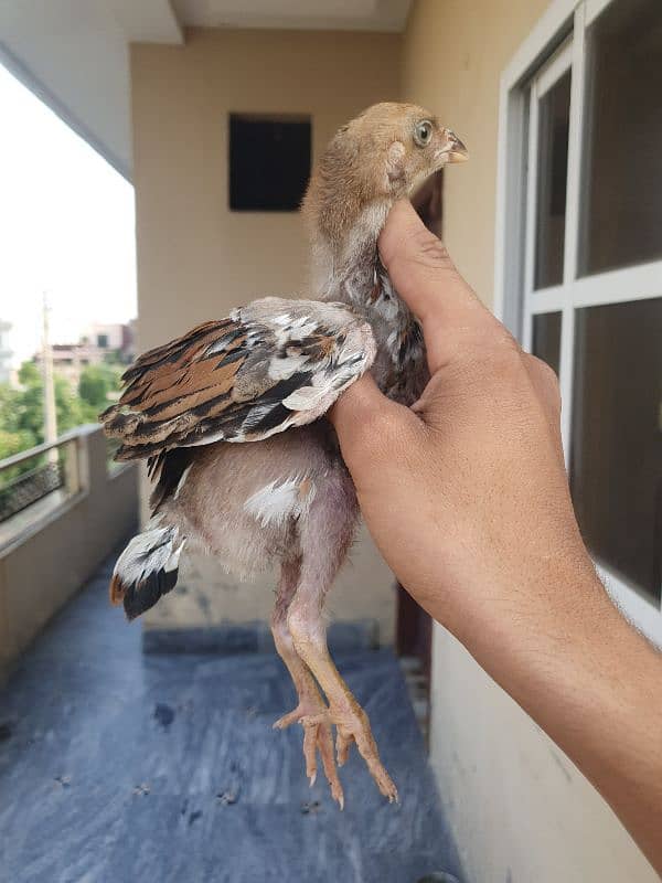 turkish hint or panus pakoye chicks 3