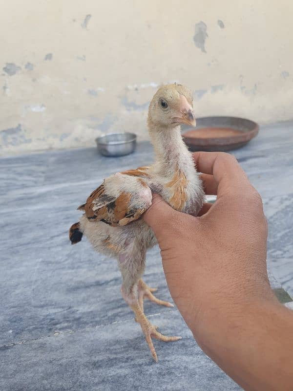 turkish hint or panus pakoye chicks 5