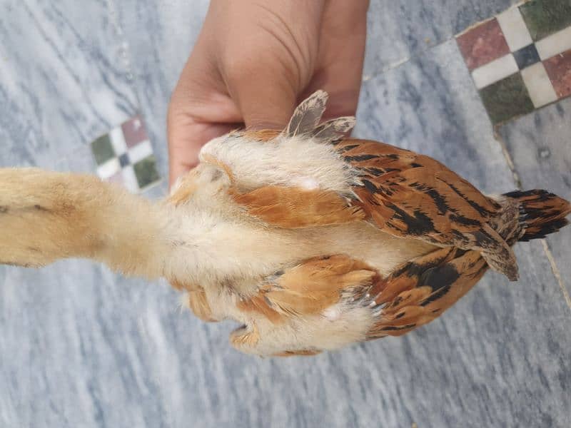 turkish hint or panus pakoye chicks 6