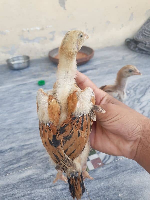 turkish hint or panus pakoye chicks 7