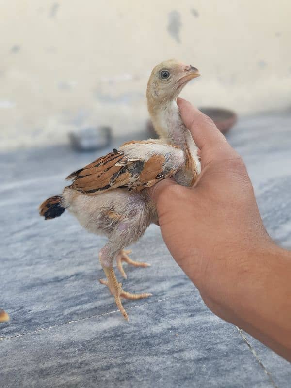 turkish hint or panus pakoye chicks 8