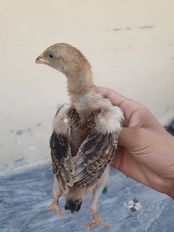 turkish hint or panus pakoye chicks 10