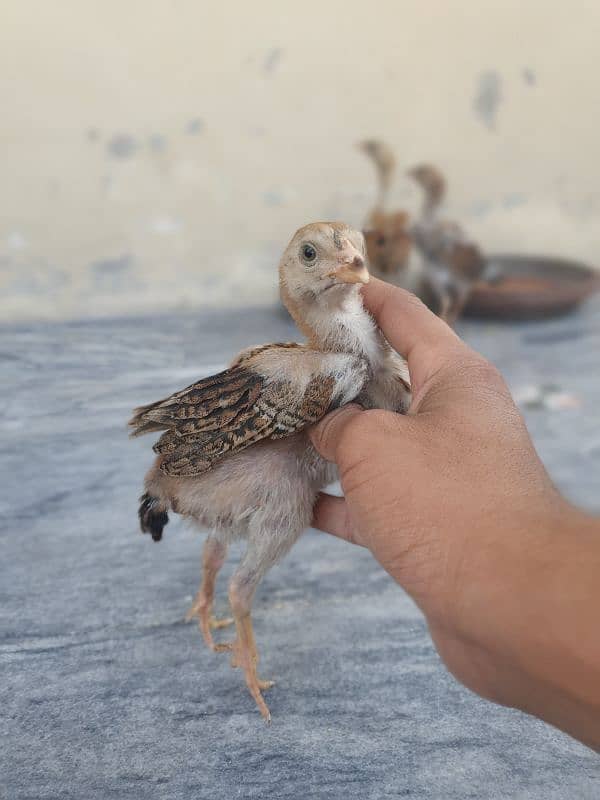 turkish hint or panus pakoye chicks 11