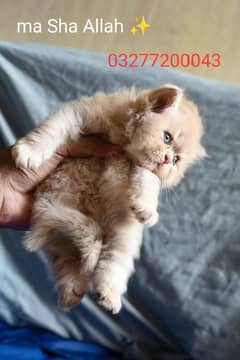 Pure pershion cfa Peki bloodline punch face Tripple coated kitten