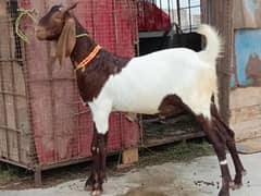 2Danth Khassi Bakrai * Full Healthy n Active * Ready for Qurbani 2025
