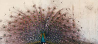Peacock Jawa eye  beautiful eyes and look