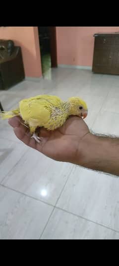 Yellow Ringneck Chick