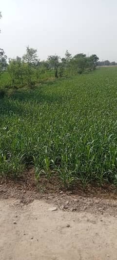 jowar