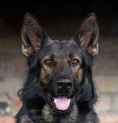 2 Black Belgian Shepherd (Malinois) |GSD| Females for sale