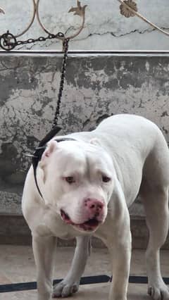 pitbull for studd