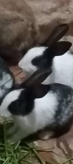 rabit bunies