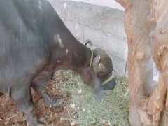 buffalo
