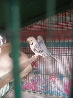King And Exhibition Budgies