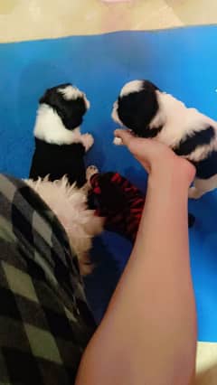 Shitzu