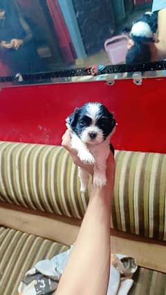 Shitzu puppies