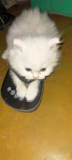 Persian kittens available fixed price no West time