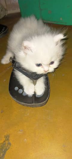 Persian
