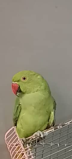 Ringneck
