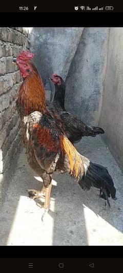 shamo pair