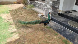 amreld green male