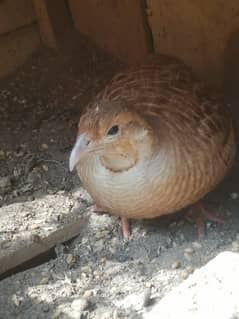 Irani female age 2 years 03052791202