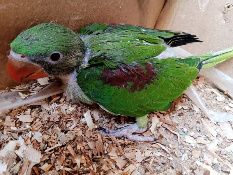 Kashmar jamboo size Raw parrot chik sell loc like male 1