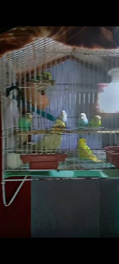 6 s Australian birds and cage