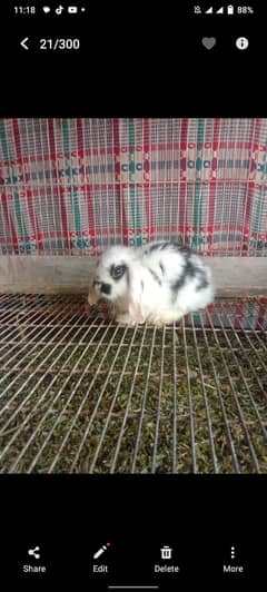 Holland lop bunny for sale bhara kahu islamabad
