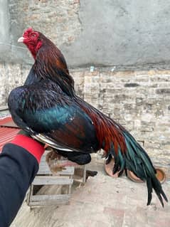 Amroha Aseel Breeder
