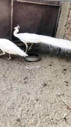 peacock