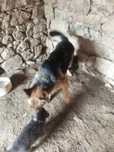 ergent sale female dog phone number 03116735865