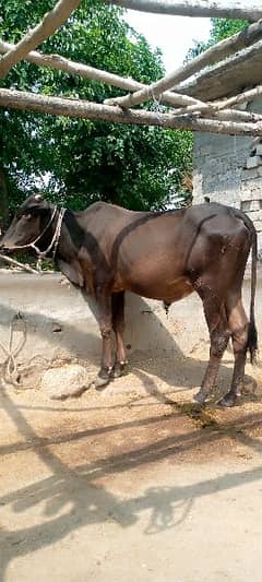 Bull for sale for qurbani