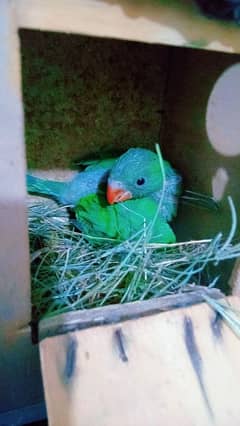 ring neck parrot Full healthy chick