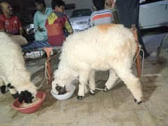 sheep sale 2025