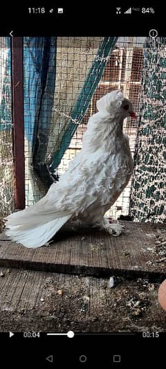 fancy pegion