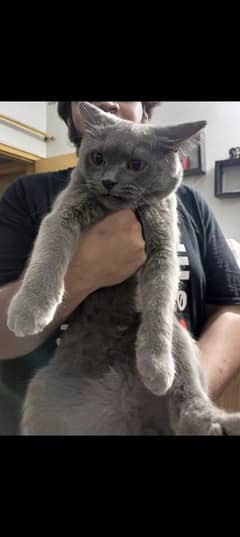 persian cats