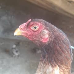 pure aseel female