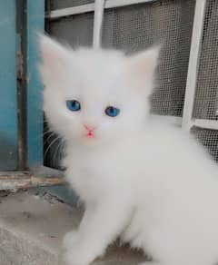 Persian White kittens For Sale