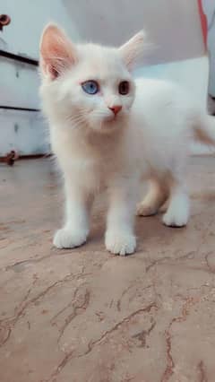Persian
