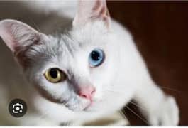 Single coated with two different colours of eyes03097052834