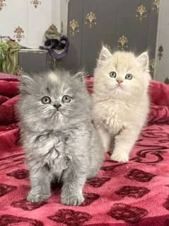 Persian kittens triple coat pair for sale contact whatsap 03241748871