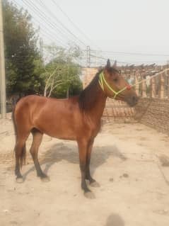 Dasi nukra horse | Ghora | horse | گھوڑا | Dasi Ghora