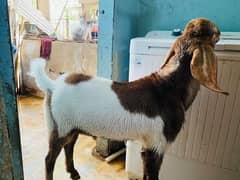 BAKRA