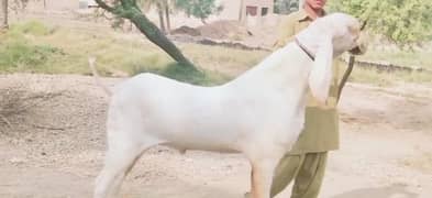 Qurbani lagne wala Rajanpuri Bakra for sale 03134947622