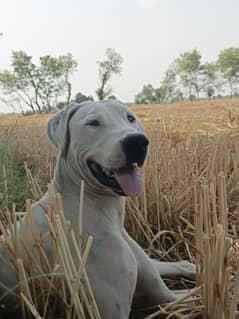 pure female bully dog