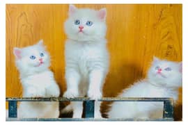 Persian triple coated punch face kitten available for sale