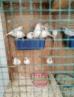 Snow White Finch for Sale