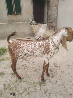 Makhi Cheena Andal Bakra